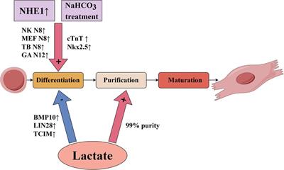 Influence of acidic metabolic environment on differentiation of stem cell-derived cardiomyocytes